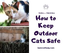 how to keep outdoor cats safe the