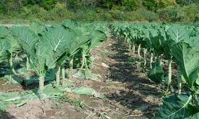 Growing Collard Greens A Southern