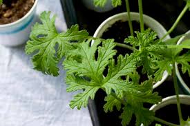 Others rely on citronella candles. 15 Plants That Repel Mosquitoes Momwithplants Com