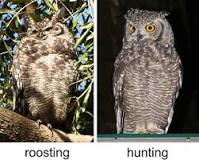 Image result for How Much Is An Owl In south Africa
