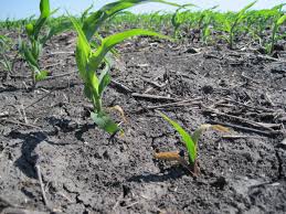 Seed Decay And Seedling Blight Of Corn Crop Protection Network