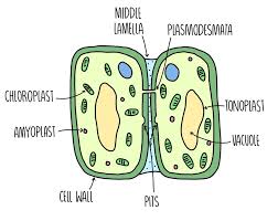 All animals and plants are made up of cells. Cell Structure A Level The Science Hive