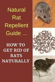 Plastic rodents like snakes can help to get rid of rats. 21 Easy And Inexpensive Ways To Get Rid Of Rats Mice And Rodents Getting Rid Of Rats Natural Rat Repellent Rodent Repellent