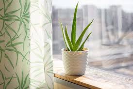 Image result for aloe vera plant