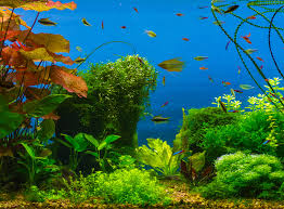 Built In Fish Tank Ideas For Your Home