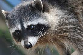 So, dont be late check the remedies and solve you problems. How To Get Rid Of Raccoons Pestkilled