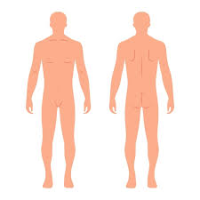 male human body silhouettes from back