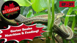 garter snake feeding and nutrition