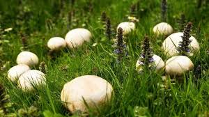 I would only worry about mushrooms if do be careful if you have children or pets who might eat them. White Mushrooms Aren T Poisonous But Sign Of Well Tended Lawn Belleville News Democrat