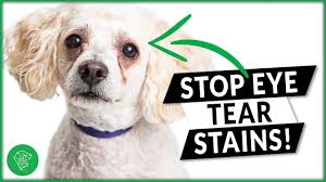 how to prevent tear stains on your dog