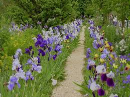Iris Family Monet Garden Giverny