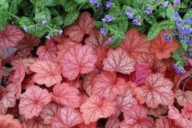 These perennial flowers for shade can brighten up any spot! Heuchera Georgia Peach Coral Bells