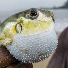 Pufferfish are mobs found in oceans. Tetraodontidae Wikiwand