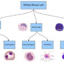 white blood cell types from microscope