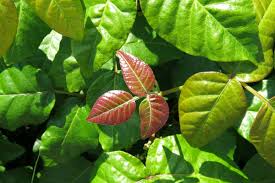 five myths about poison ivy