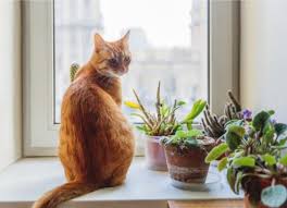 Flowers And Plants Are Safe For Cats
