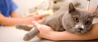 Diabetic ketoacidosis in cats can be caused when their bodies burn fat as opposed to glucose. Diabetes In Cats Symptoms Treatment Vetbabble