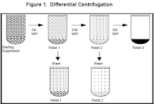 Quels sont les différents types de centrifugation ?