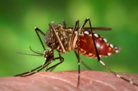 Image result for picture of mosquito
