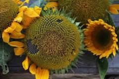 Will cut sunflowers produce seeds?