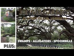 While checking out the factory and store was cool, my favorite part of touring tabasco had to be avery island and jungle gardens. A Visit To Jungle Gardens At Avery Island Louisiana Youtube