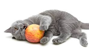 Cinnamon in particular may seem harmless or even healthy since it does have some health benefits for human beings. Can Cats Eat Apples A Complete Guide To Cats And Apples