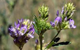 Medicago sativa Calflora