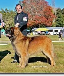 Recently chosen by forbes magazine as one. Leonberger Dog Profile Of Ch Skyewood Beautiful Black Jak Leonz Leonberger Dog Leonberger Giant Dogs