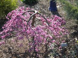 These species grow faster than oaks and do not require as much sunlight, shading out smaller trees. Add Garden Drama With An Ornamental Tree Hgtv