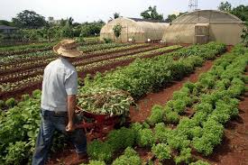 Urban Gardening In Cuba Welthungerhilfe