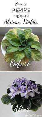 African violets will bloom with lower light, but medium to bright indirect light is best. Pin On Indoor Gardening