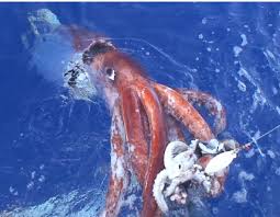 the giant squid