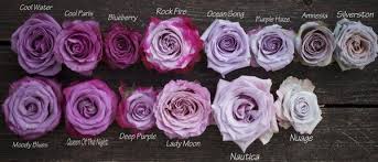 lavender to purple roses colour