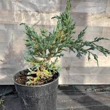 plantas de enebro azul rastrero