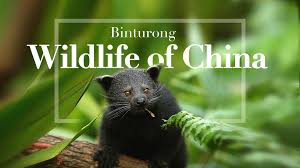 wildlife of china bearcats that smell