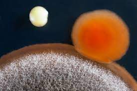 orange mold health risks what is it
