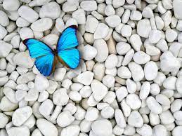 Blue Butterfly Wallpaper For Pc ...