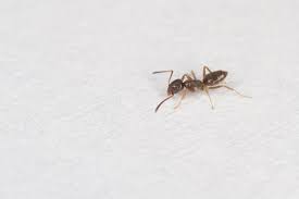 what kind of ants are in my house