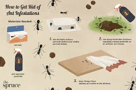 how to get rid of ants in your house