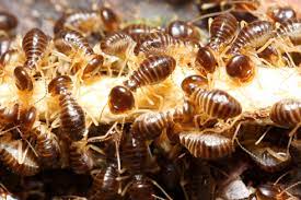 Последние твиты от studio anai anai (@studioanaianai). Termite Control Service Kl Pj White Ant Removal Kl Pest Control