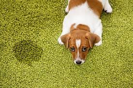 dog urine smell out of carpet