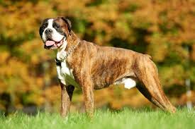 16 boxer mixed breeds with pictures