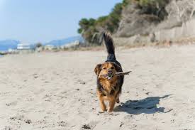 north beach park dog friendly beach