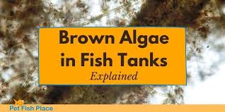brown algae in fish tanks explained