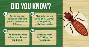 how to get rid of termites treatment