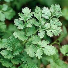 How To Plant And Grow Cilantro