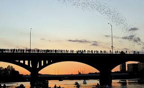 south congress bridge bats austin