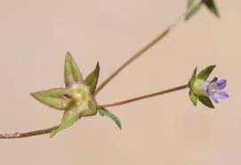 Campanula erinus L. | Plants of the World Online | Kew Science
