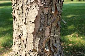 maple bark diseases