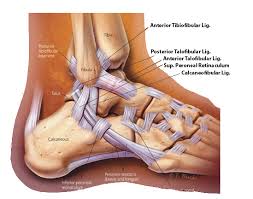Acute ankle sprain  conservative or surgical approach    EFORT    
